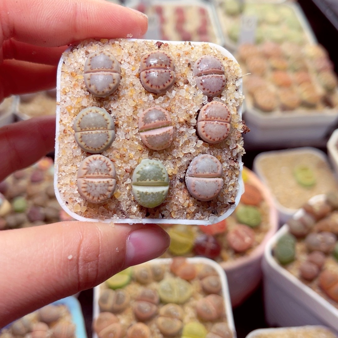 352号带盆包邮发货