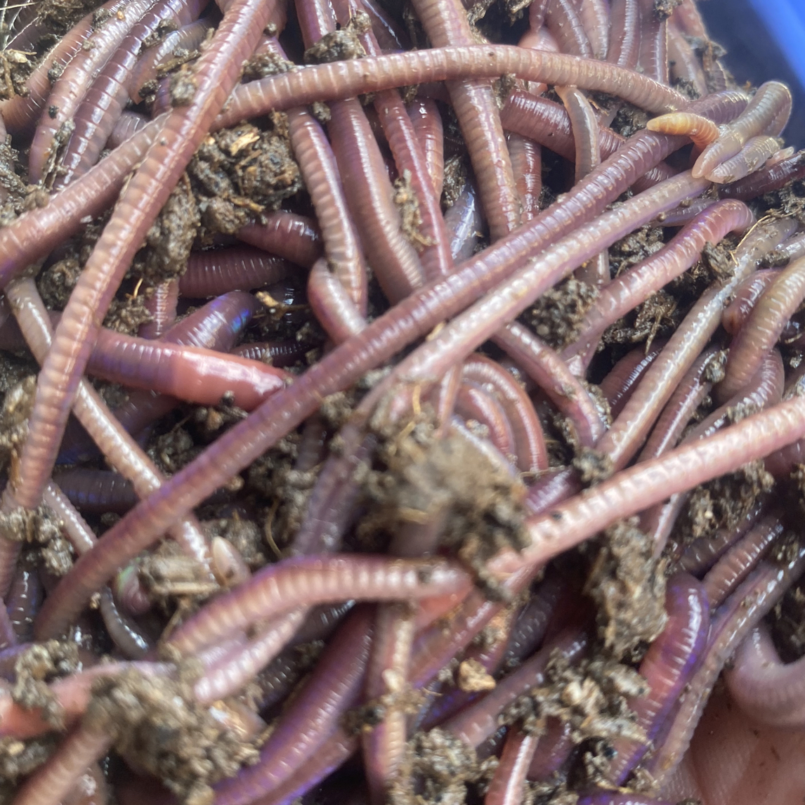 【称斤】中大号紫色蚯蚓高蛋白高活性顺丰包邮福发货钓鱼饵料