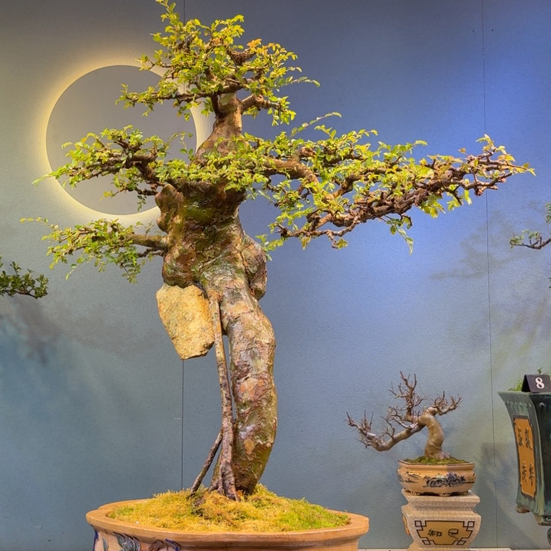 我***样无花朵榆树盆景一物一拍