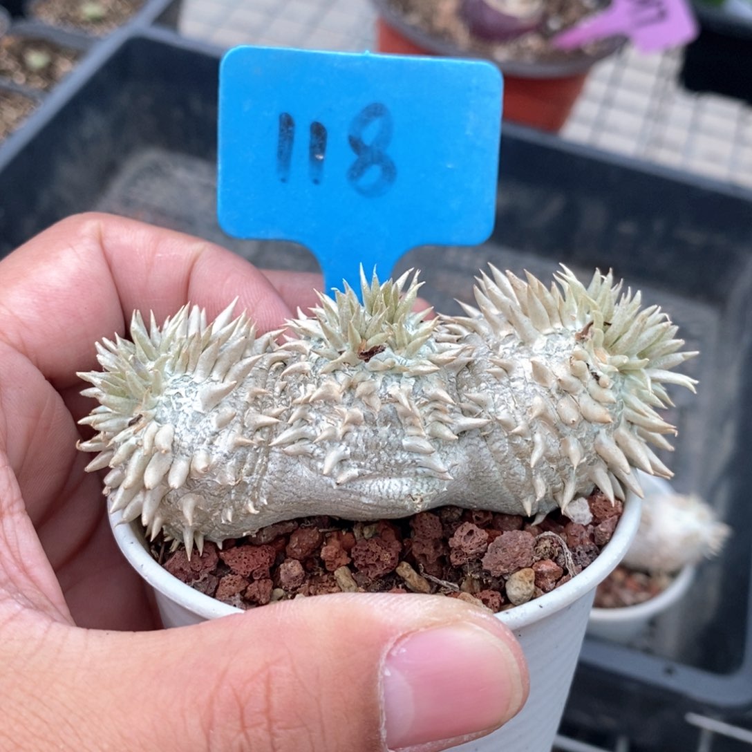 惠比须笑多肉植物