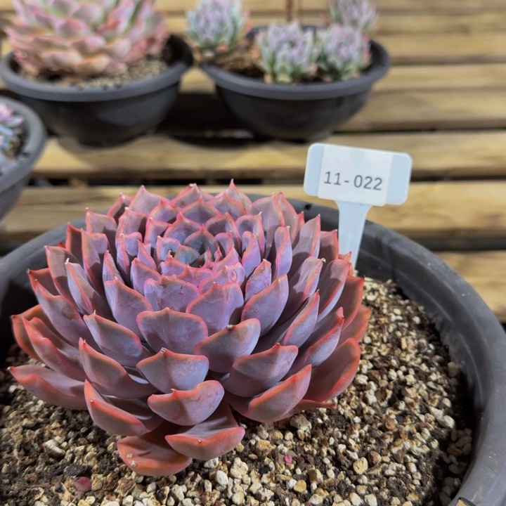 11-022非欧娜福利