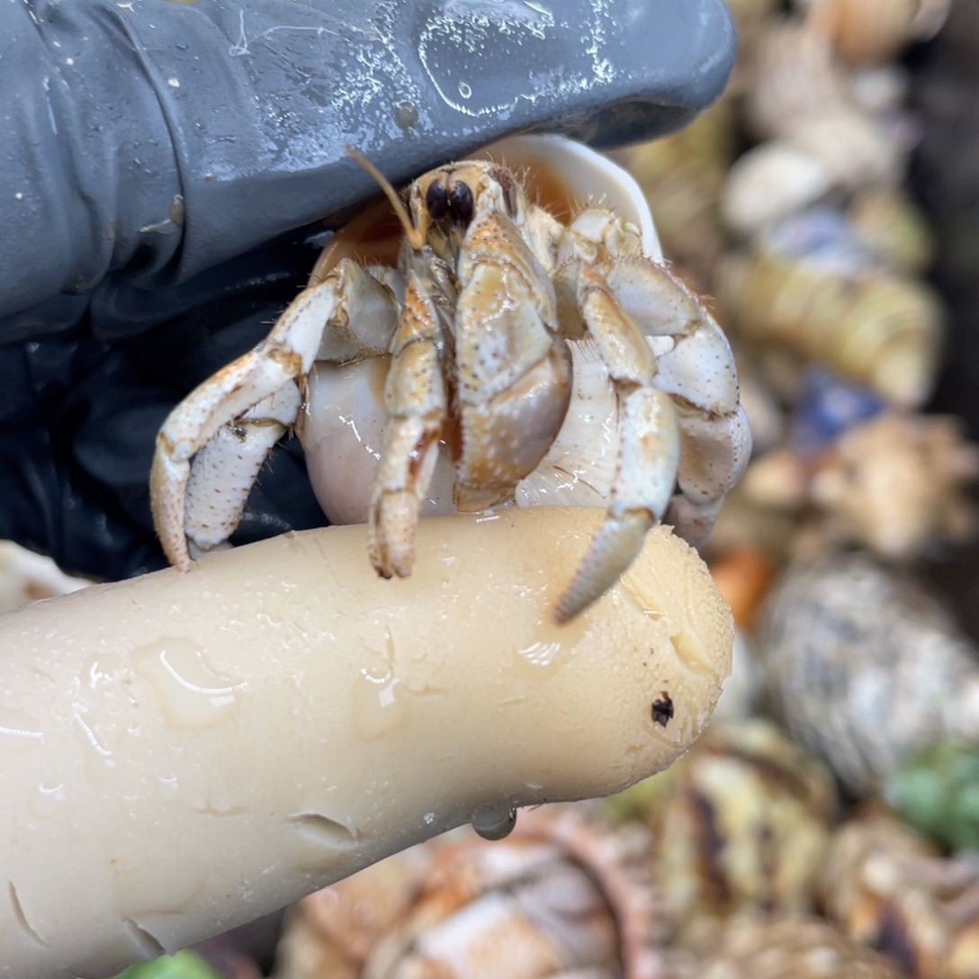 不退不换活体宠物100