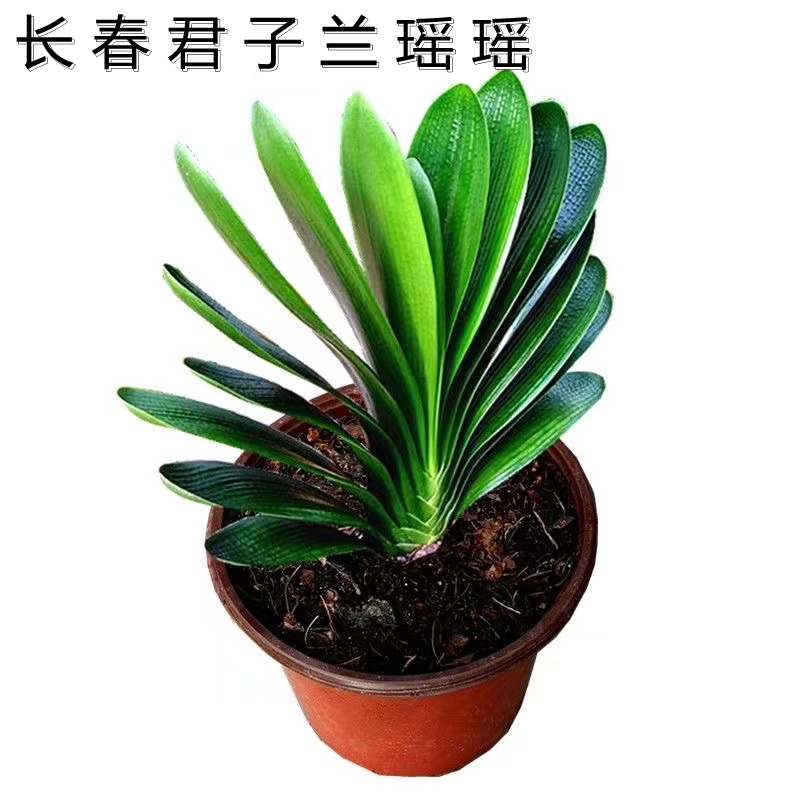 长春君子兰瑶瑶 直播间一物一拍（请勿私拍）