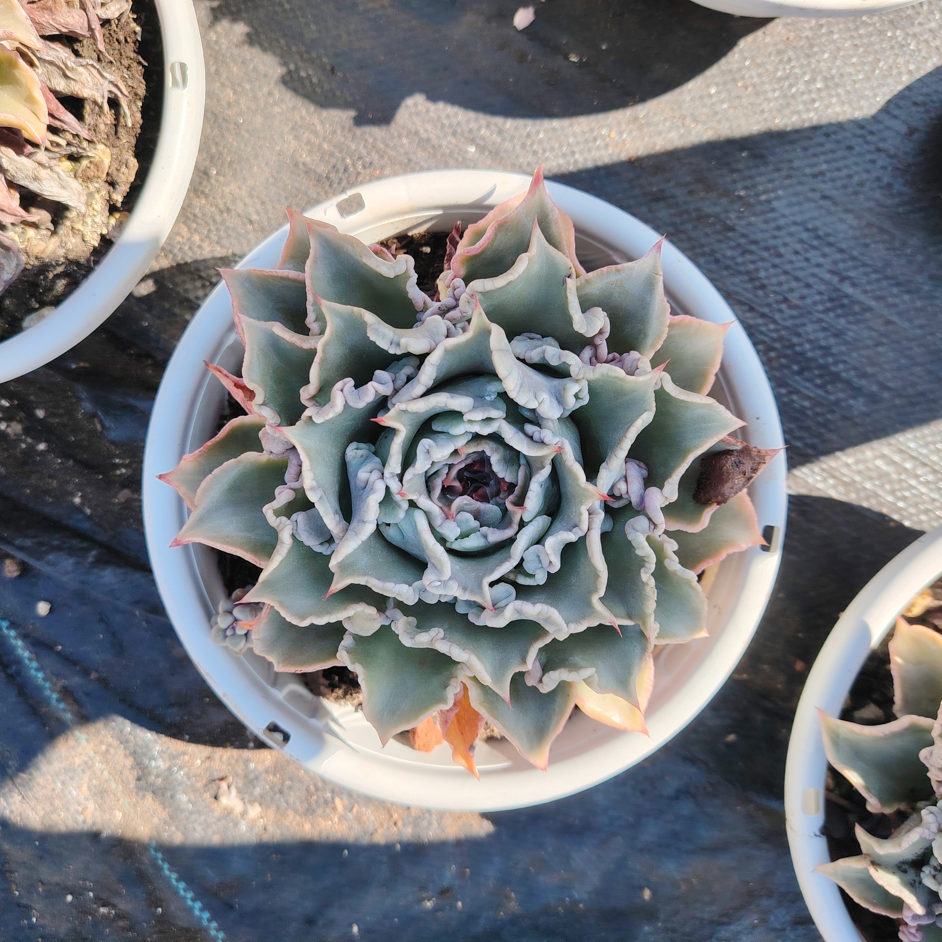 精品多肉  精品 卷边饺子皮