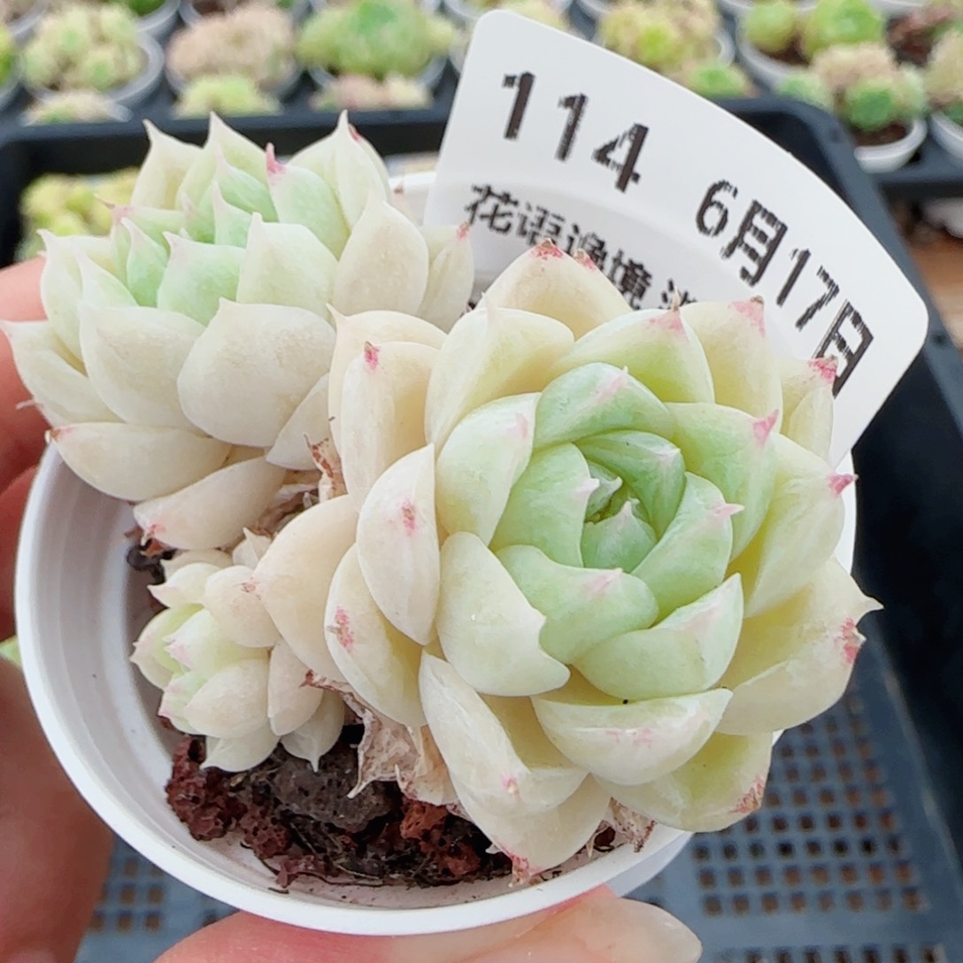 花语逸镜不包整0617-114