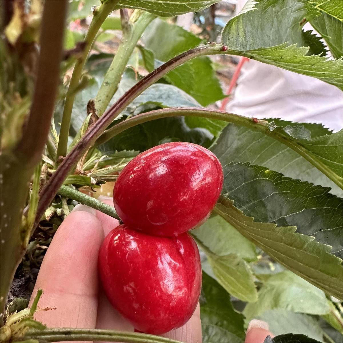 山东美早大樱桃双棒果【J-4J】（4斤）【顺丰/京东空运】 内附果径卡