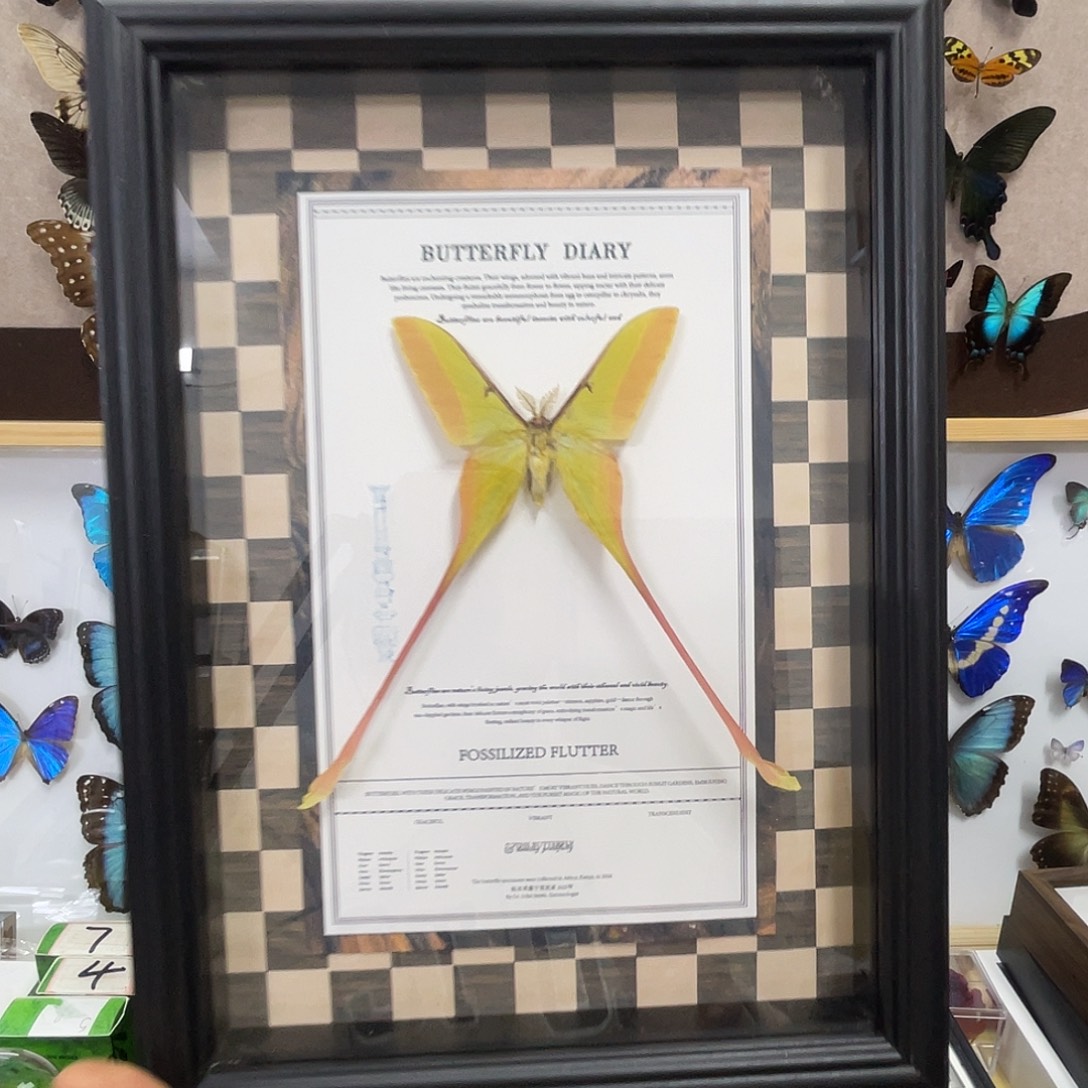 有机玻璃蝴蝶标本