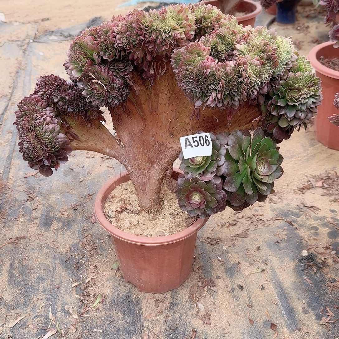 506万缀一颗呀呀呀