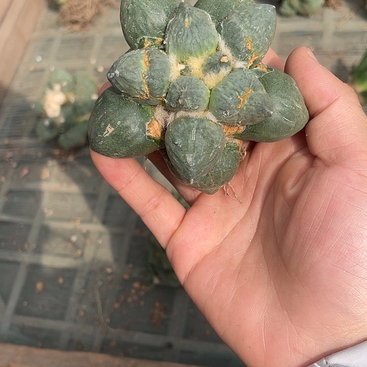 自根蛋尤瑕疵特价款