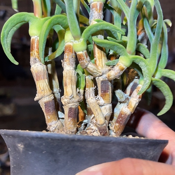 满38包邮2天凑单，脱土晾根发货多肉植物