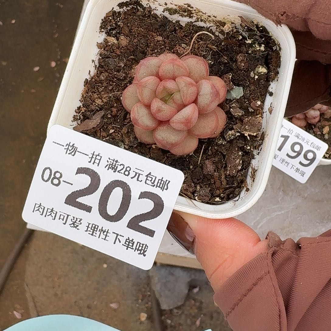 葡萄无盆土发货无盆土发货无