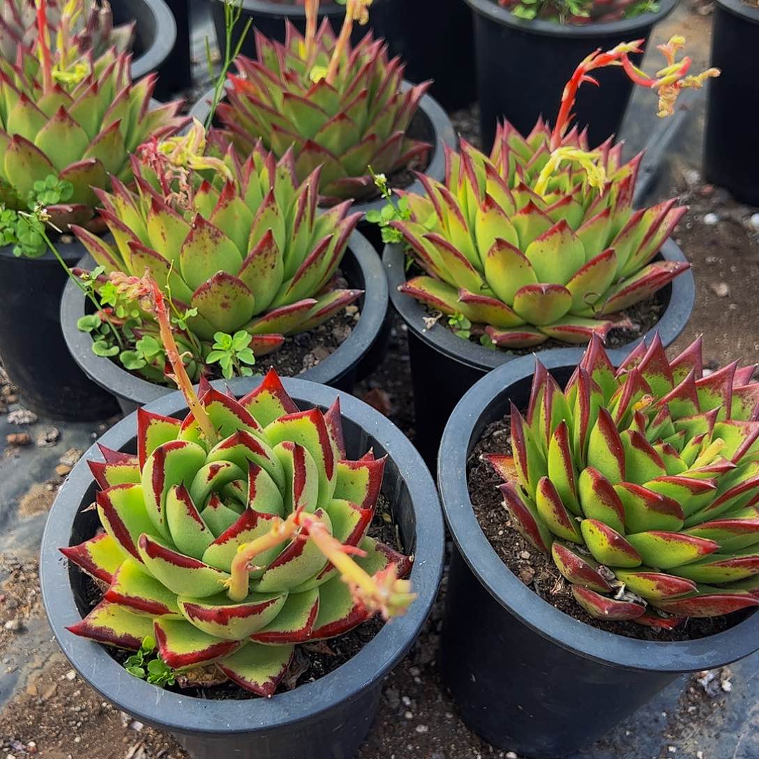 乌木大单头多肉植物