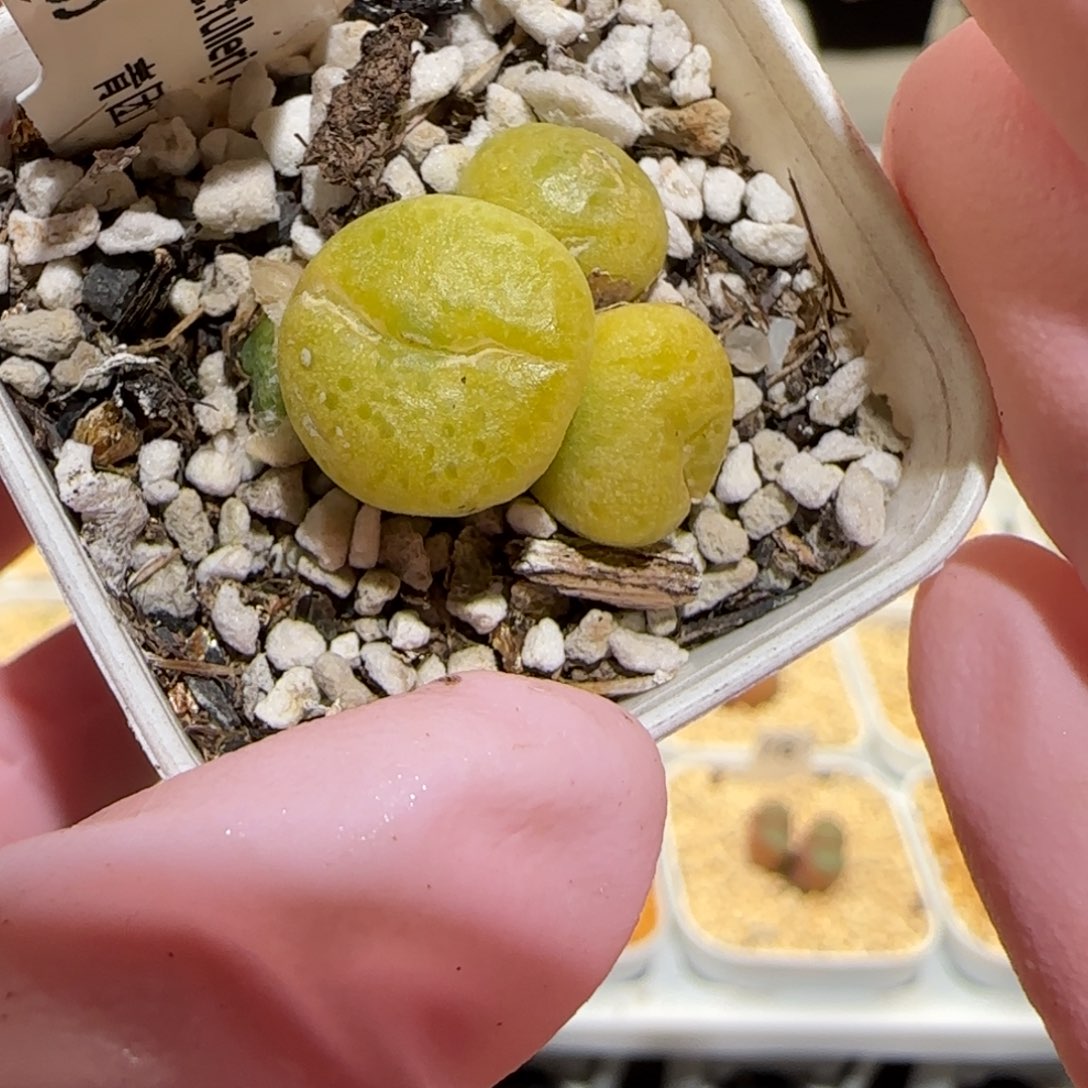 肉锥多肉植物百科-青团549