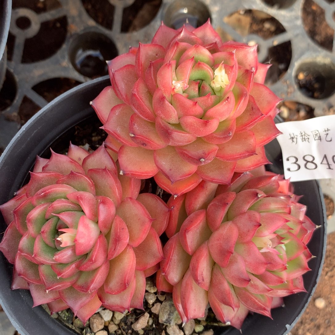 3849杂交精品基地10厘米