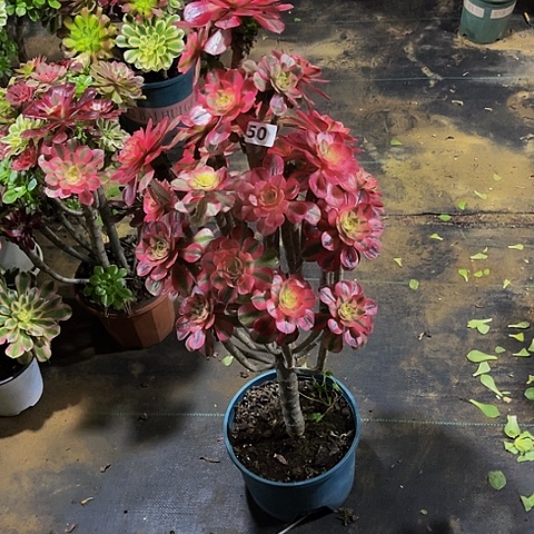 用***6法师嫁接的法师法师50