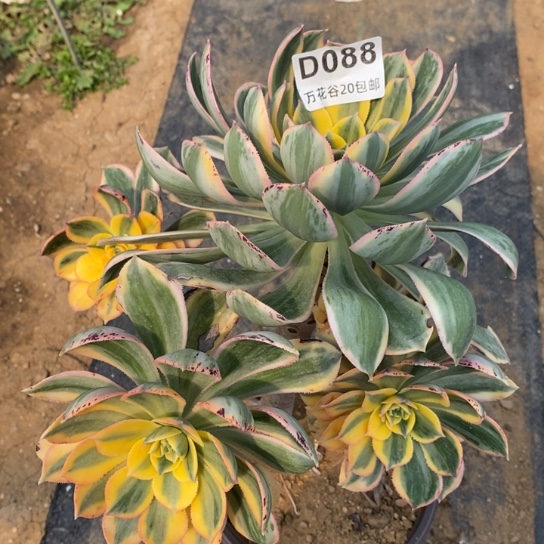 088灿烂多肉植物