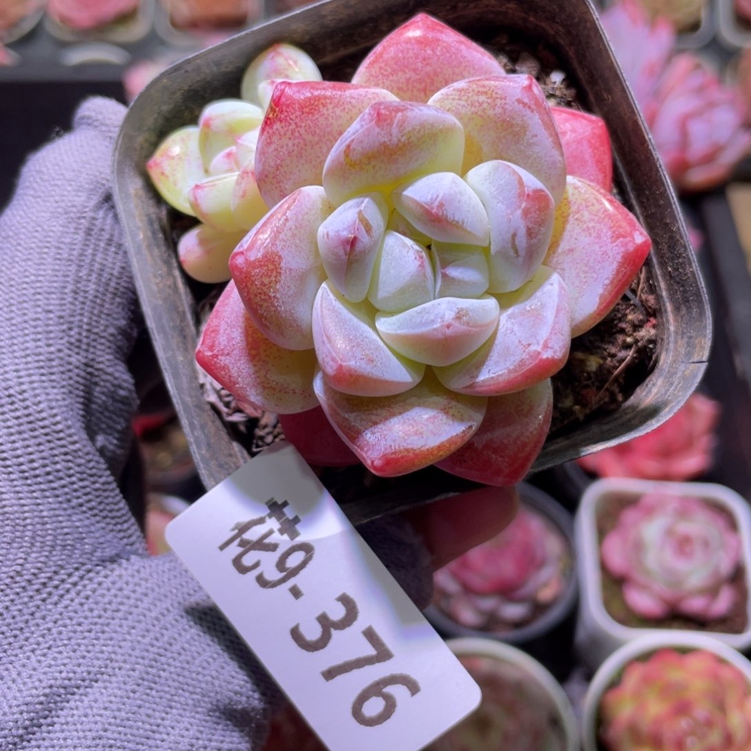 花利美9-376冰玉 