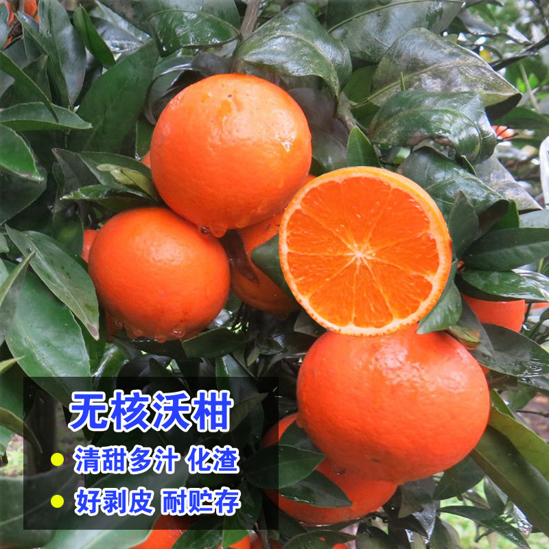 【原土带叶】沃柑树苗正宗无核沃柑苗嫁接皇帝柑树苗