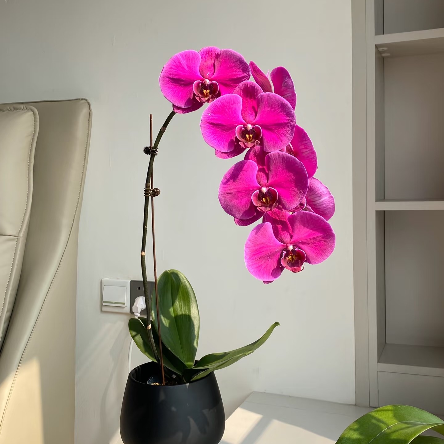 盆栽蝴蝶兰 大辣椒【1株➕盆】