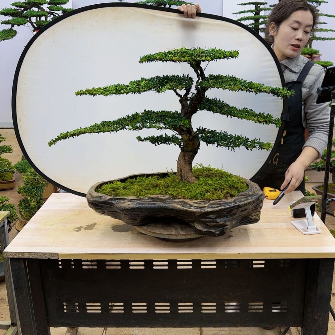 盆景直播间一物一拍