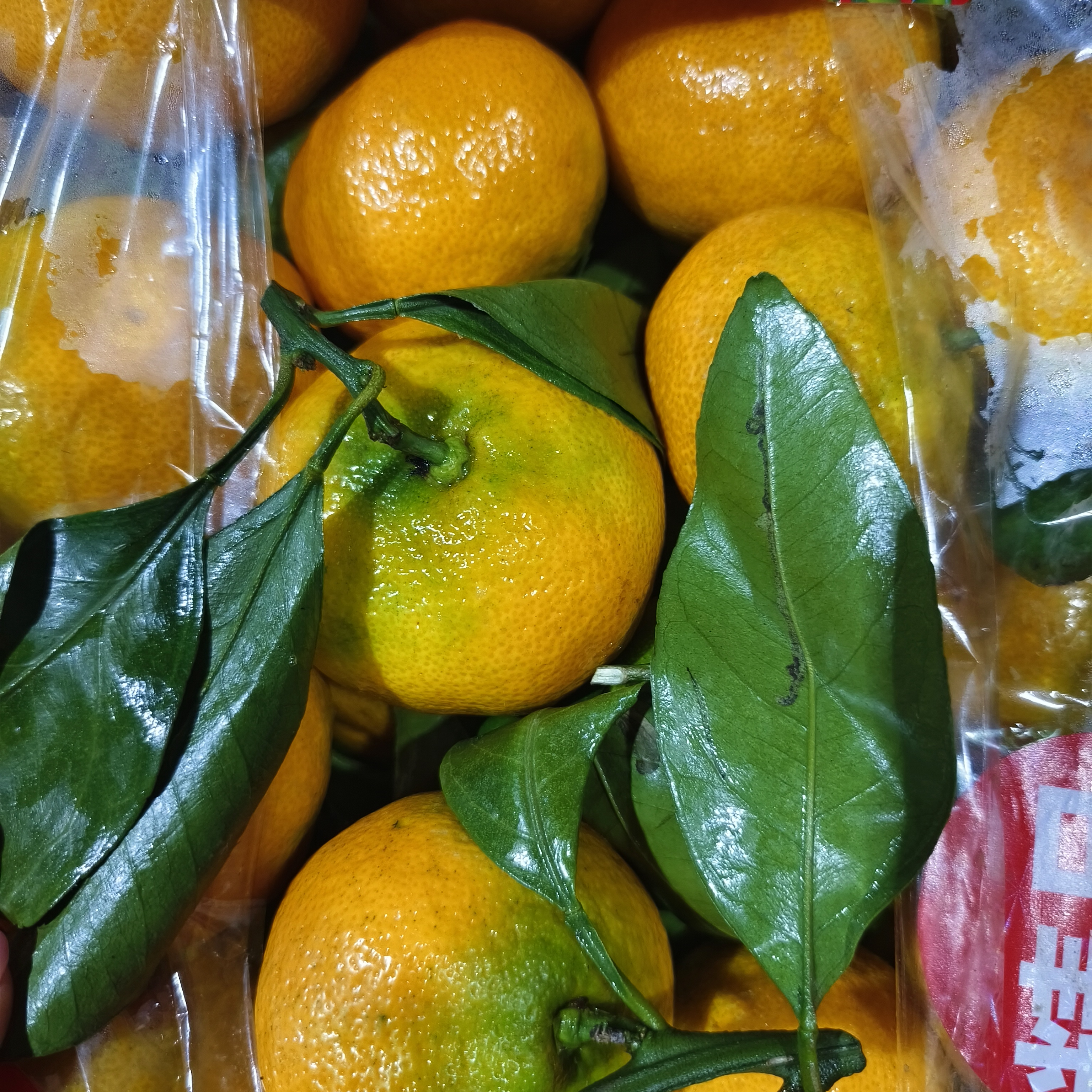 （明天到店自提）桔子（8.9元3斤）山西省