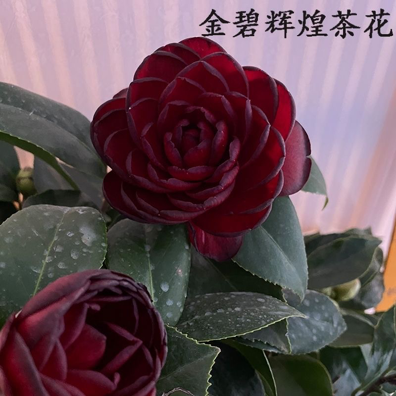 金碧辉煌黑赤丹耐寒耐热易养山茶花盆栽适合阳台庭院