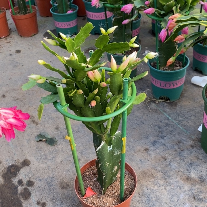 大部分花苞少量开放865嫁接2099