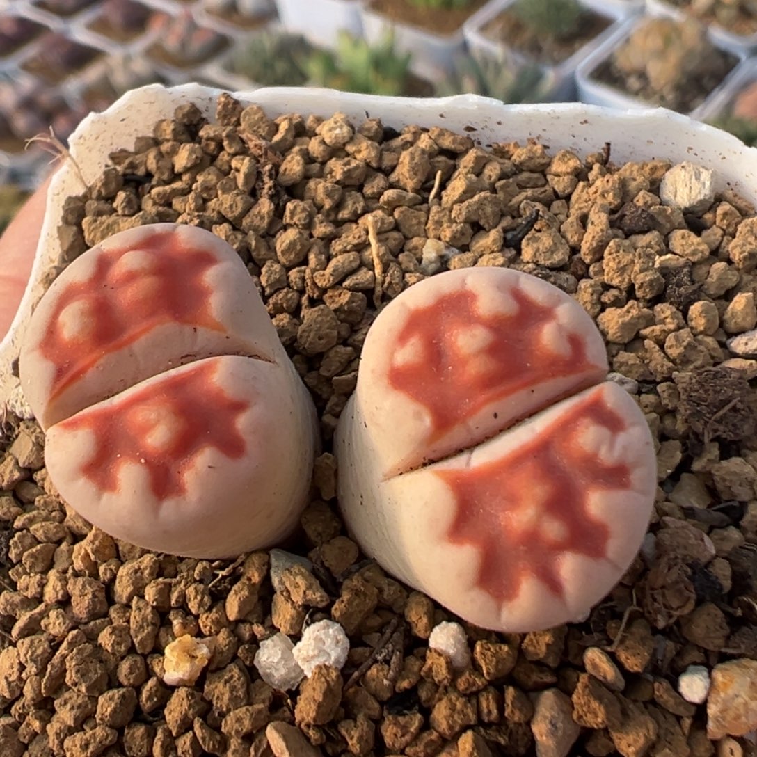 1904多肉植物百科植物