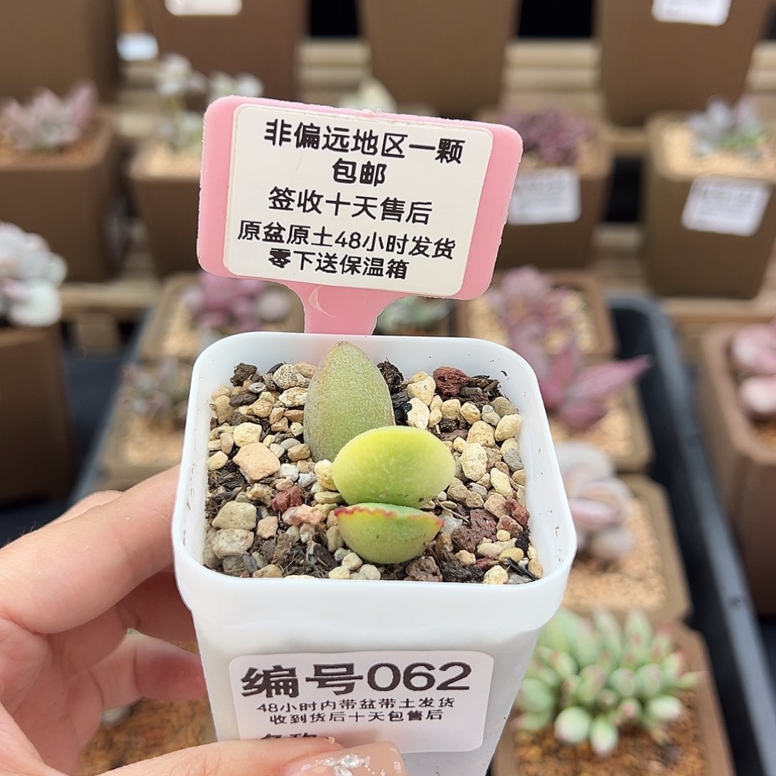 062流萤多肉植物