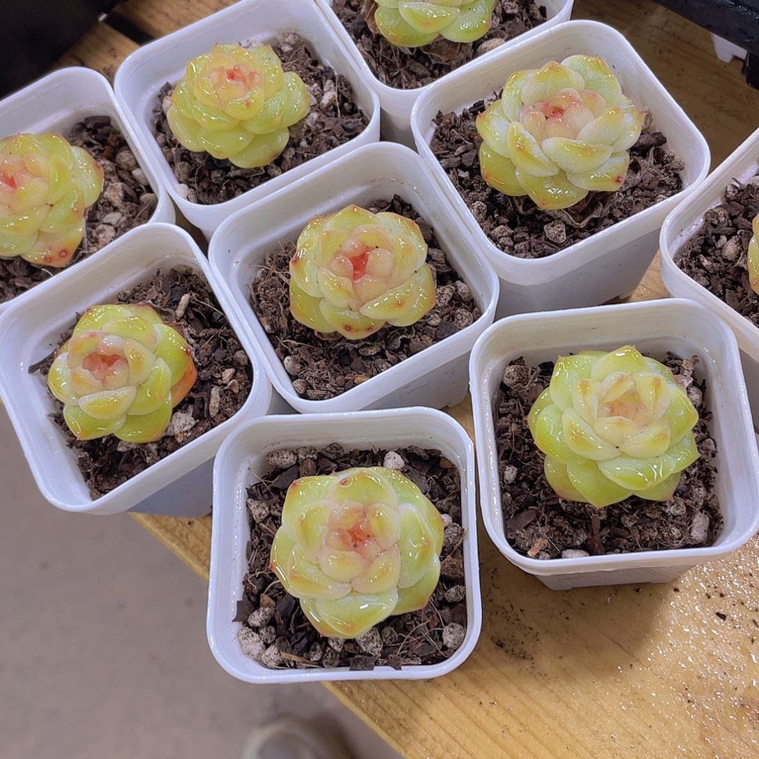 612号 全状态甜心珍妮单头3个