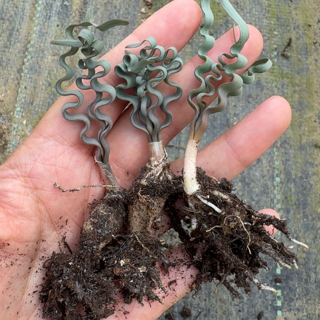 3颗海带弹簧草量拍多肉植物