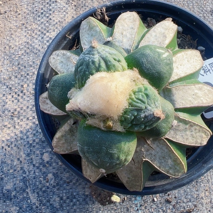 2161特圆蛋怒仙人球