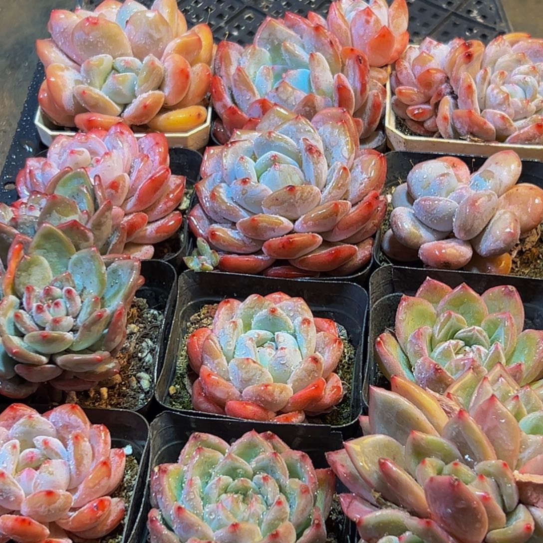 716多肉葡萄领导人物库资料