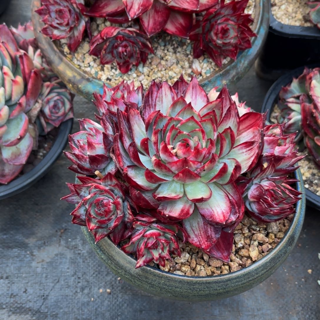 多***肉哈哈宝贝宝贝宝贝不能呢你