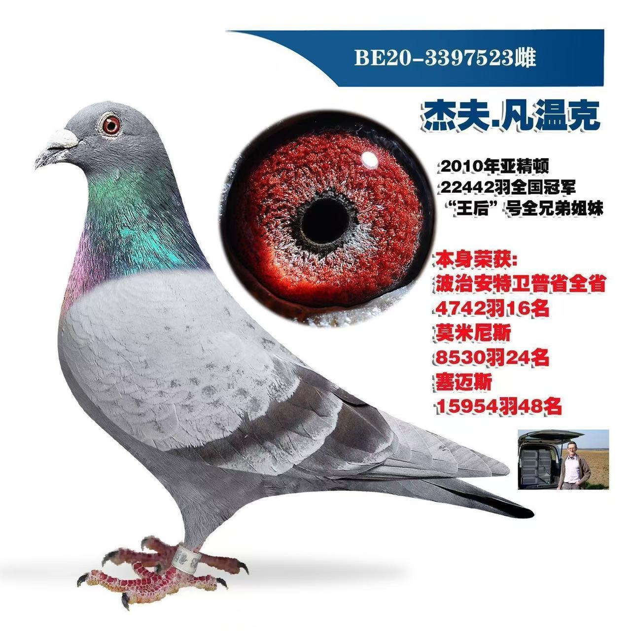 优质信鸽种鸽赛鸽血统鸽用于育种比赛运费运费运费请看好下单！！！！