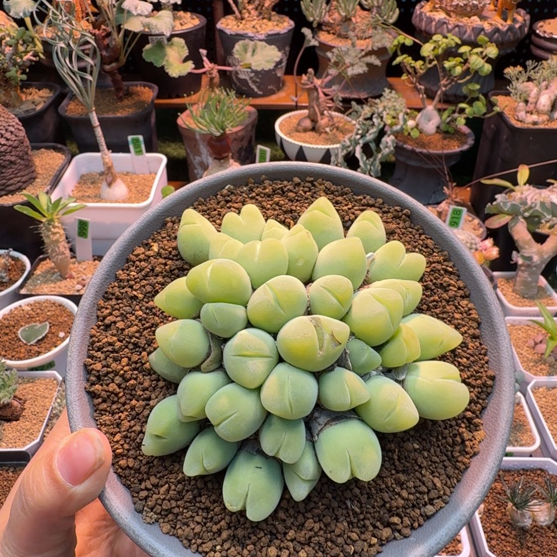 老桩毛翠滴999 仙人球