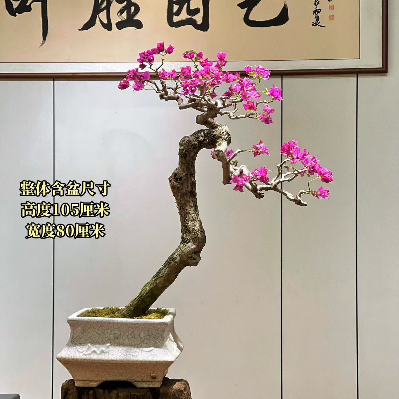 【叶胜园艺】精品小叶紫老桩三角梅盆景