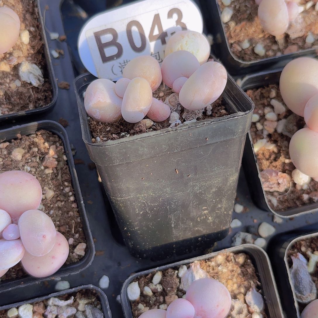 B043水光针一物一拍多肉