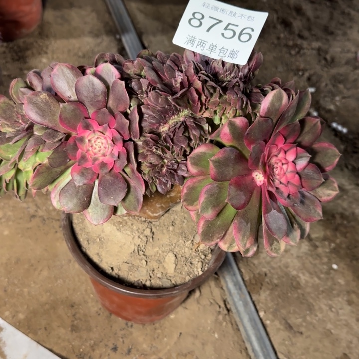 8756荔枝多肉植物