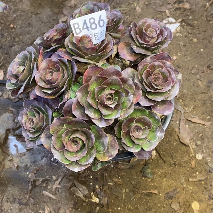 魅金多肉断头不包486