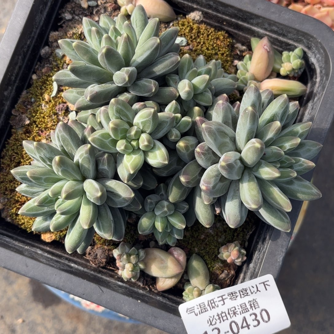 0430伊卡鲁斯多肉植物