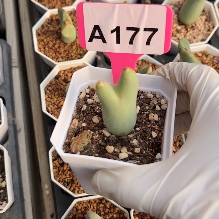 果***m177mmnnnnnnnnnnnjjjj