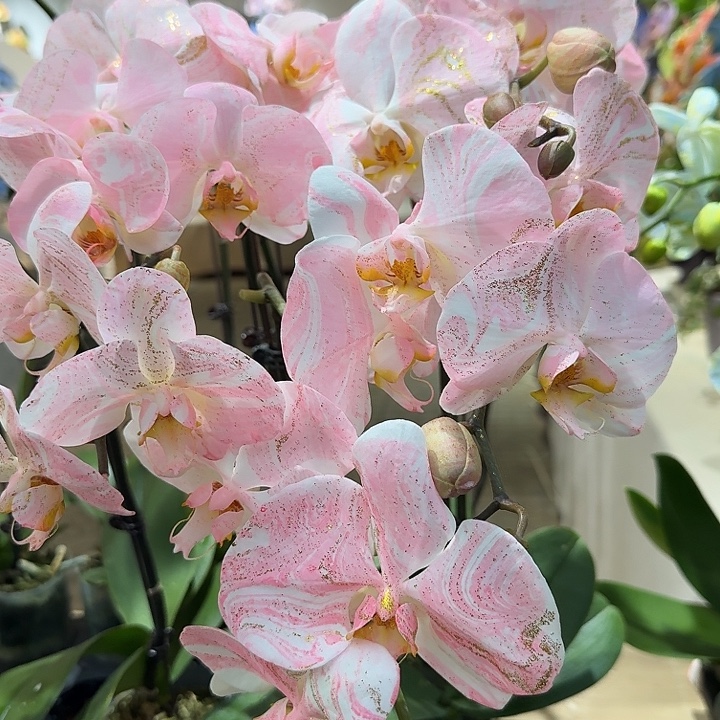 完全开放蝴蝶兰一物一拍