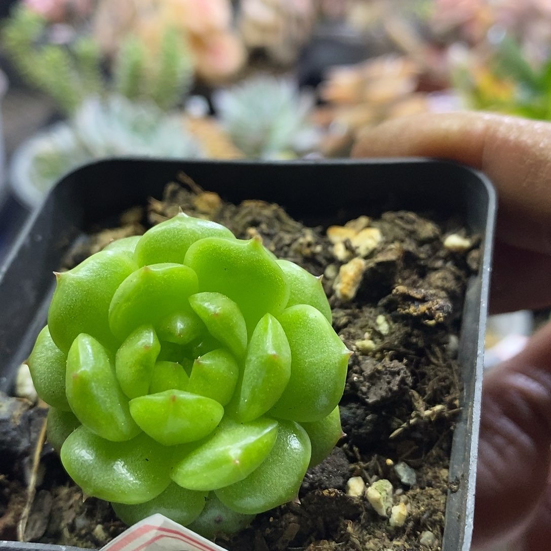 07150灯泡珍妮多肉