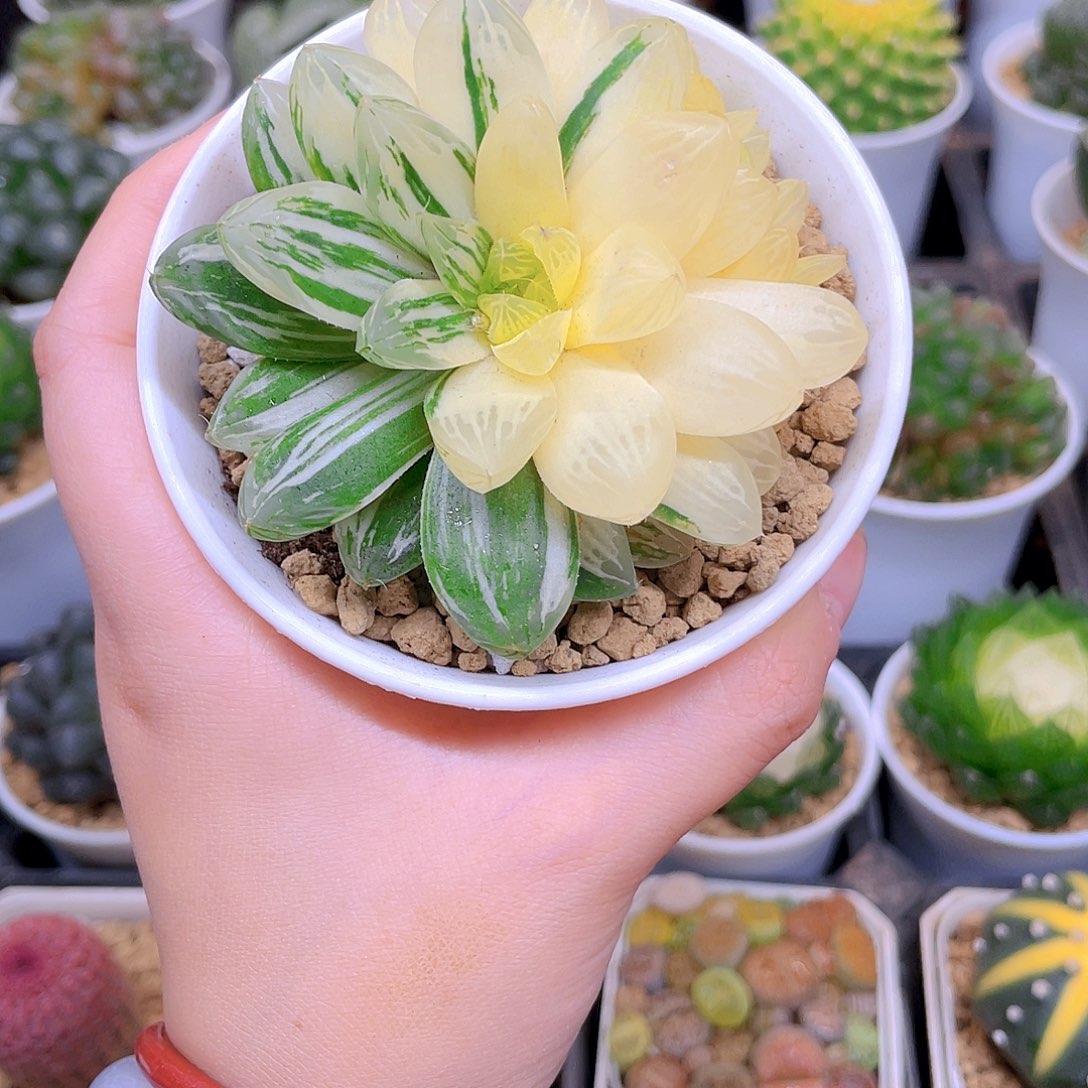 苏州玉露锦，原盆