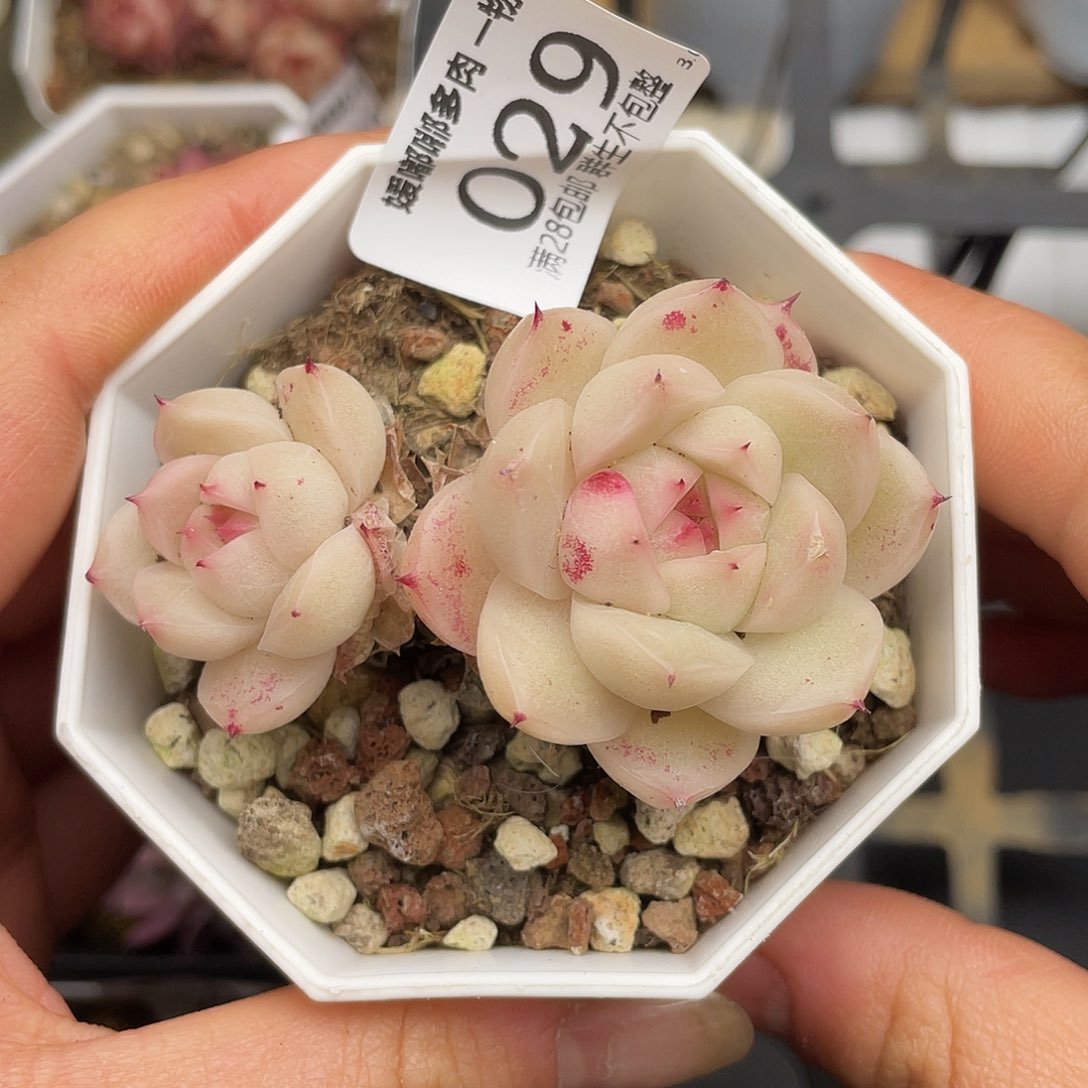 029 3.3一物一拍精品美肉