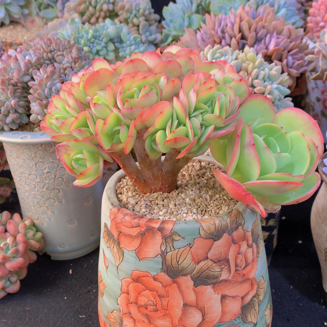 精品多肉植物花卉盆栽