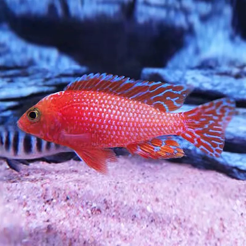 龙血火焰红三湖瓷鲷