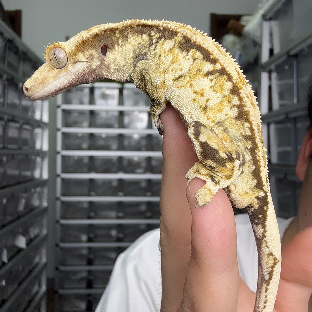 睫角守宫气泡奶油超级三色