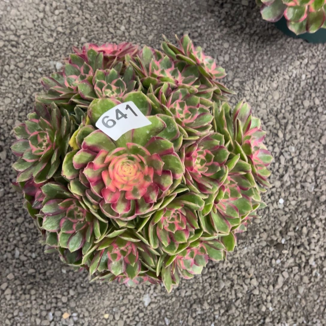 女***氓我是真的很喜欢这个